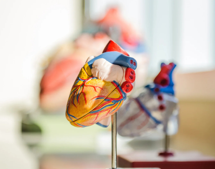 cardiovascular disease symptoms