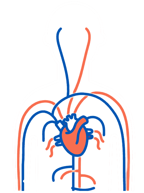 Vascular care illustration